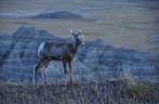 Pequeno veado no Badlands National Park, em South Dakota, nos Estados Unidos